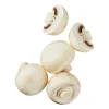 Große Kulturchampignons
