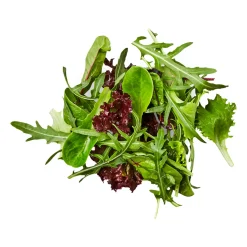 Pflücksalat